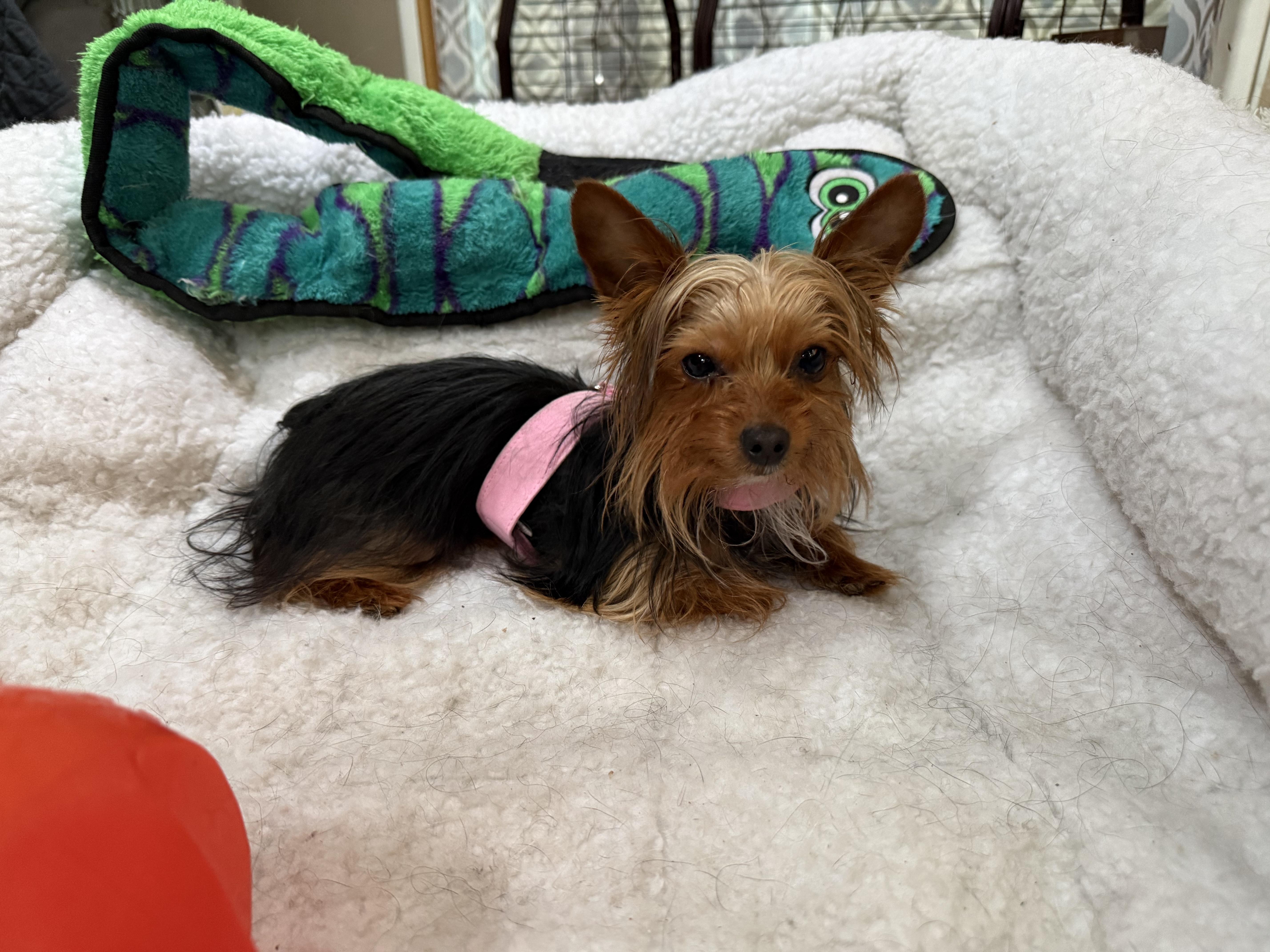 Enlarge Lucky, an adopted Yorkshire Terrier in Bartonsville, PA image 3/4