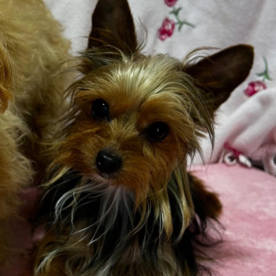 Enlarge Lucky, an adopted Yorkshire Terrier in Bartonsville, PA image 2/4