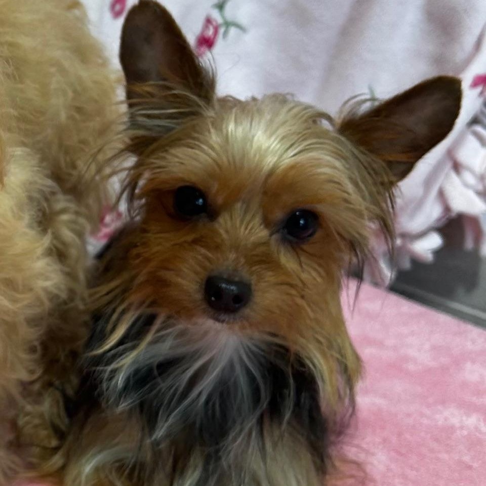 Lucky, adopted, Young Male Yorkshire Terrier.