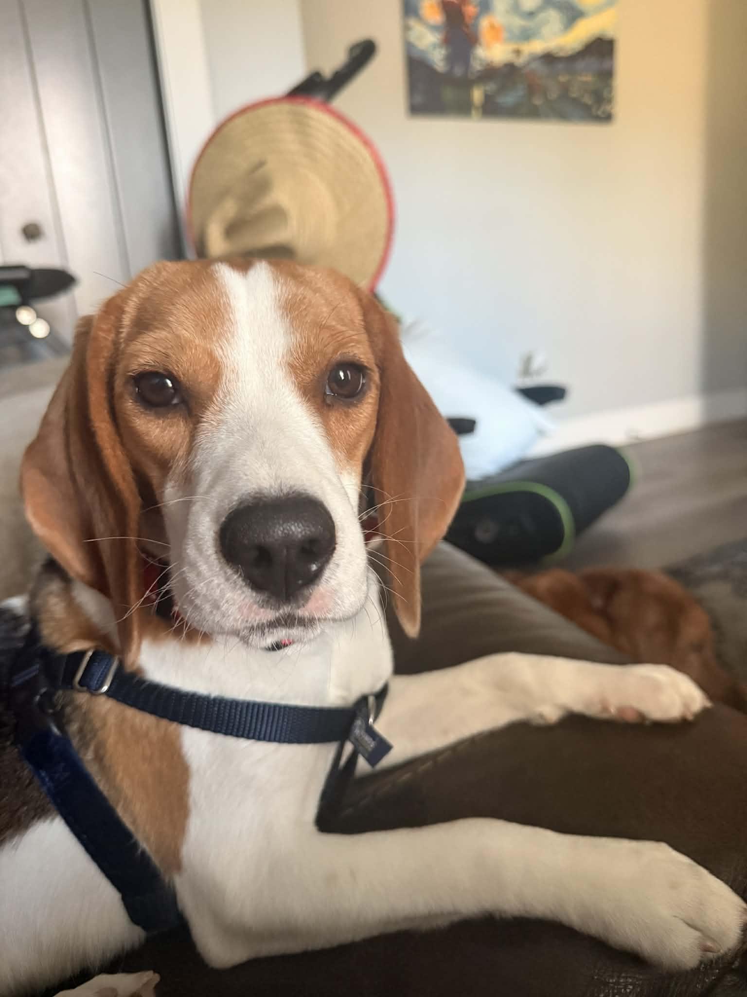 Fran, Adopted, Young Female Beagle.