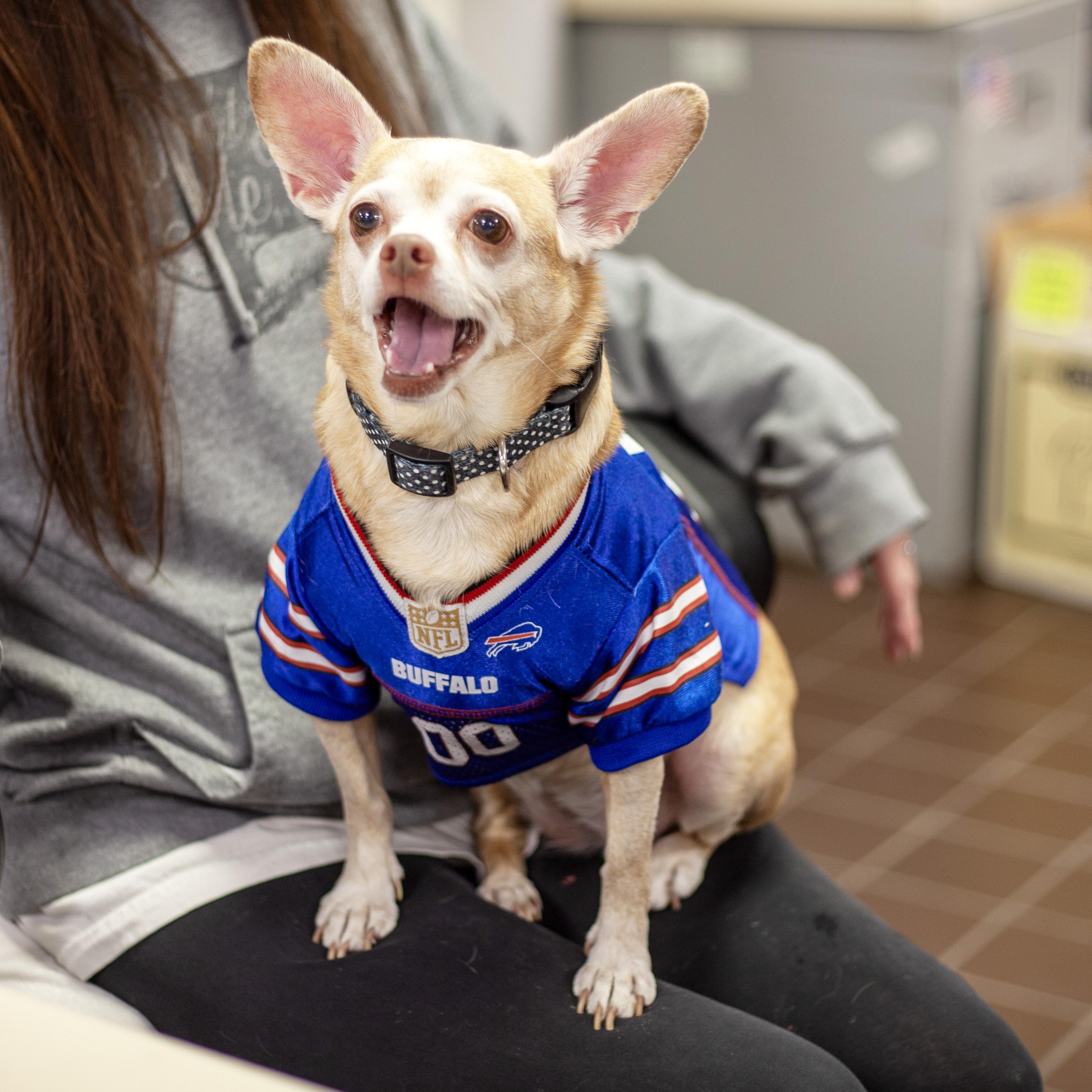 Enlarge Maizie, a Adopted mixed breed in Olean, NY image 4/5