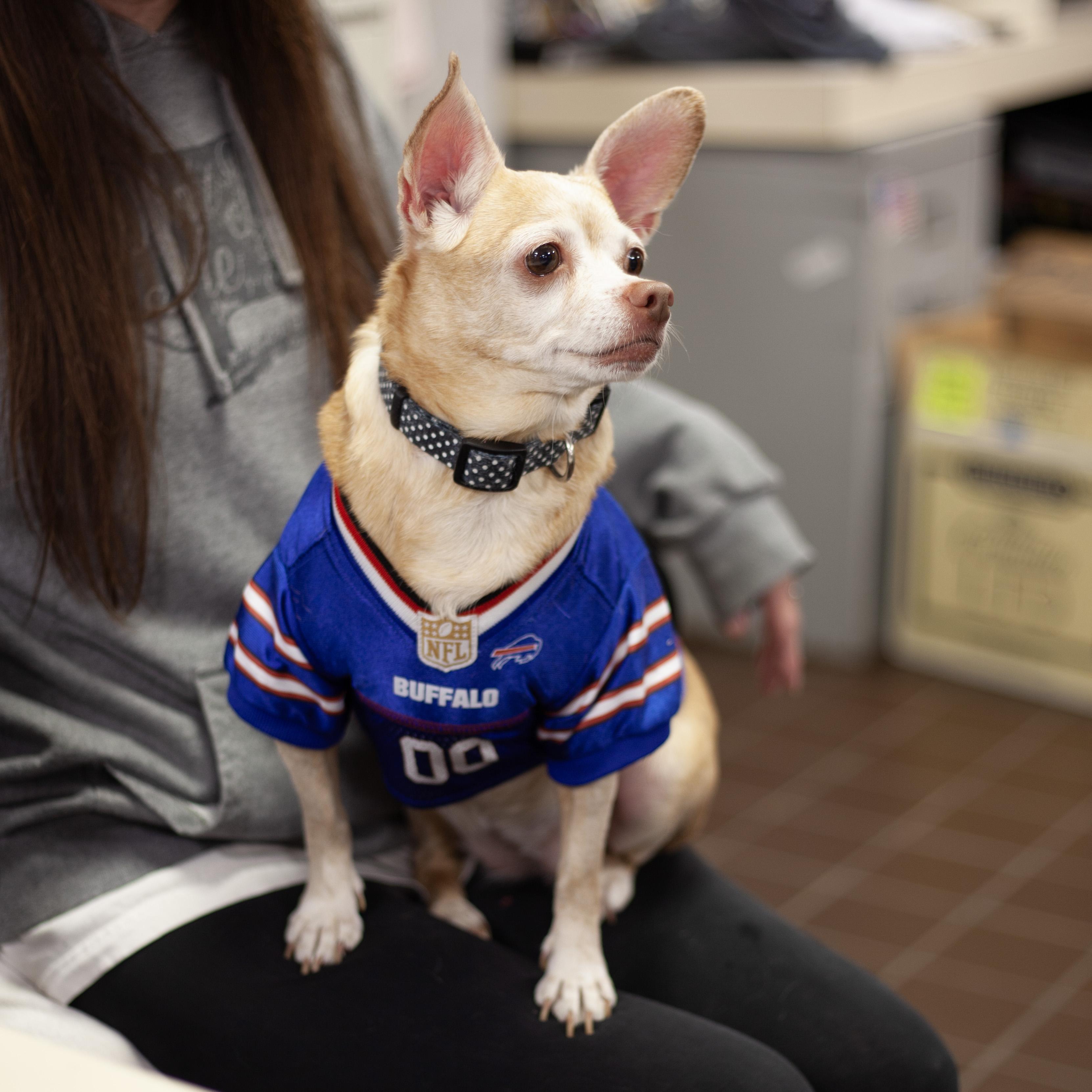 Enlarge Maizie, a Adopted mixed breed in Olean, NY image 2/5