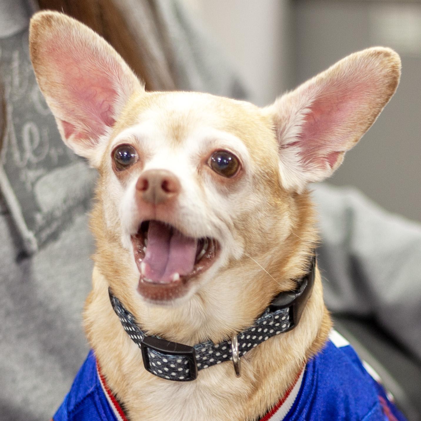 Enlarge Maizie, a Adopted mixed breed in Olean, NY image 1/5