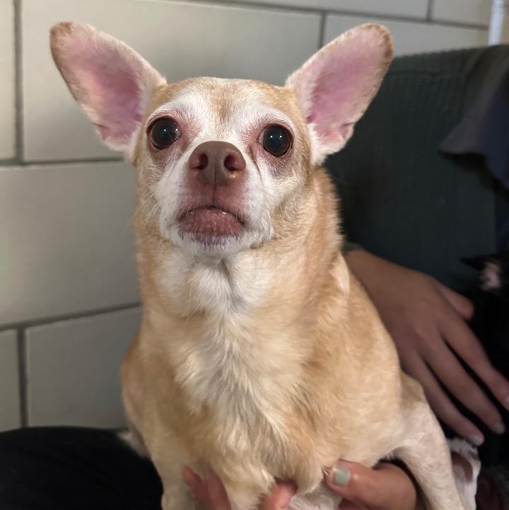 Maizie, Adopted, Adult Female Chihuahua.