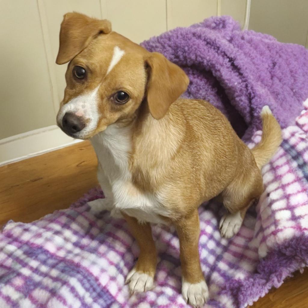 Kelly, Adoptable, Young Female Basenji & Chihuahua.