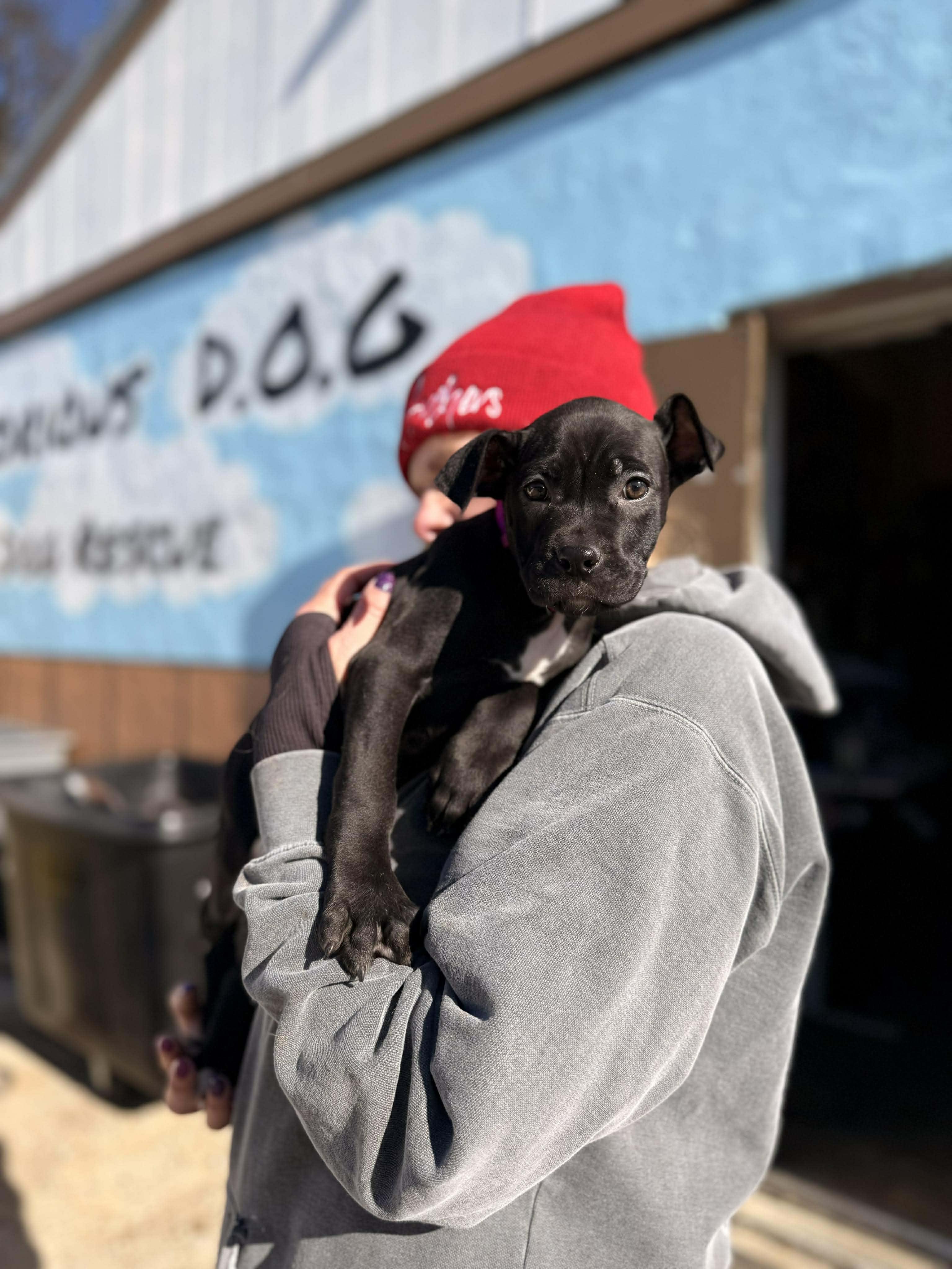 Enlarge Gloria, an adopted Mixed Breed in Huntsville, AL image 3/4