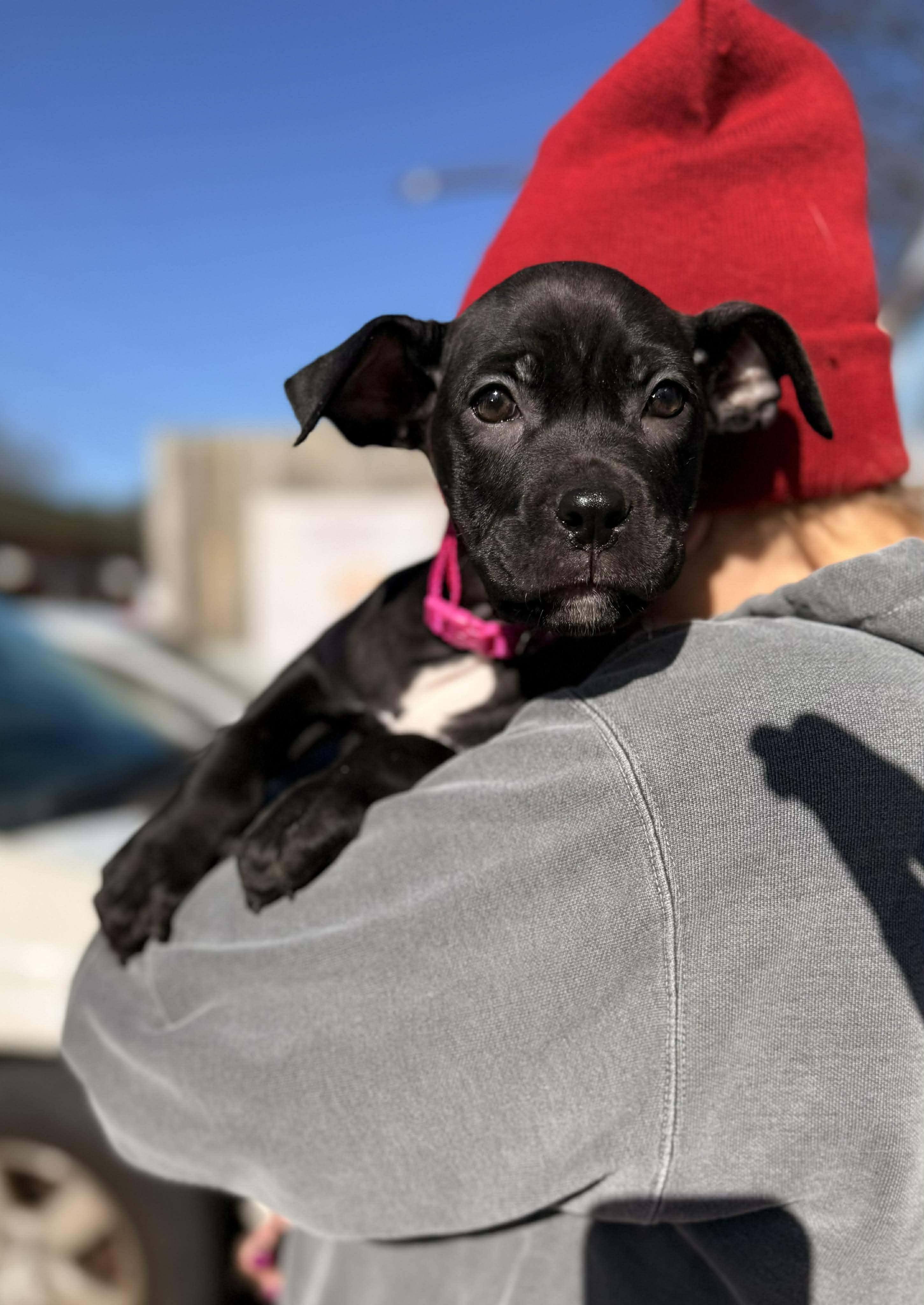 Gloria, adopted, Puppy Female Mixed Breed.