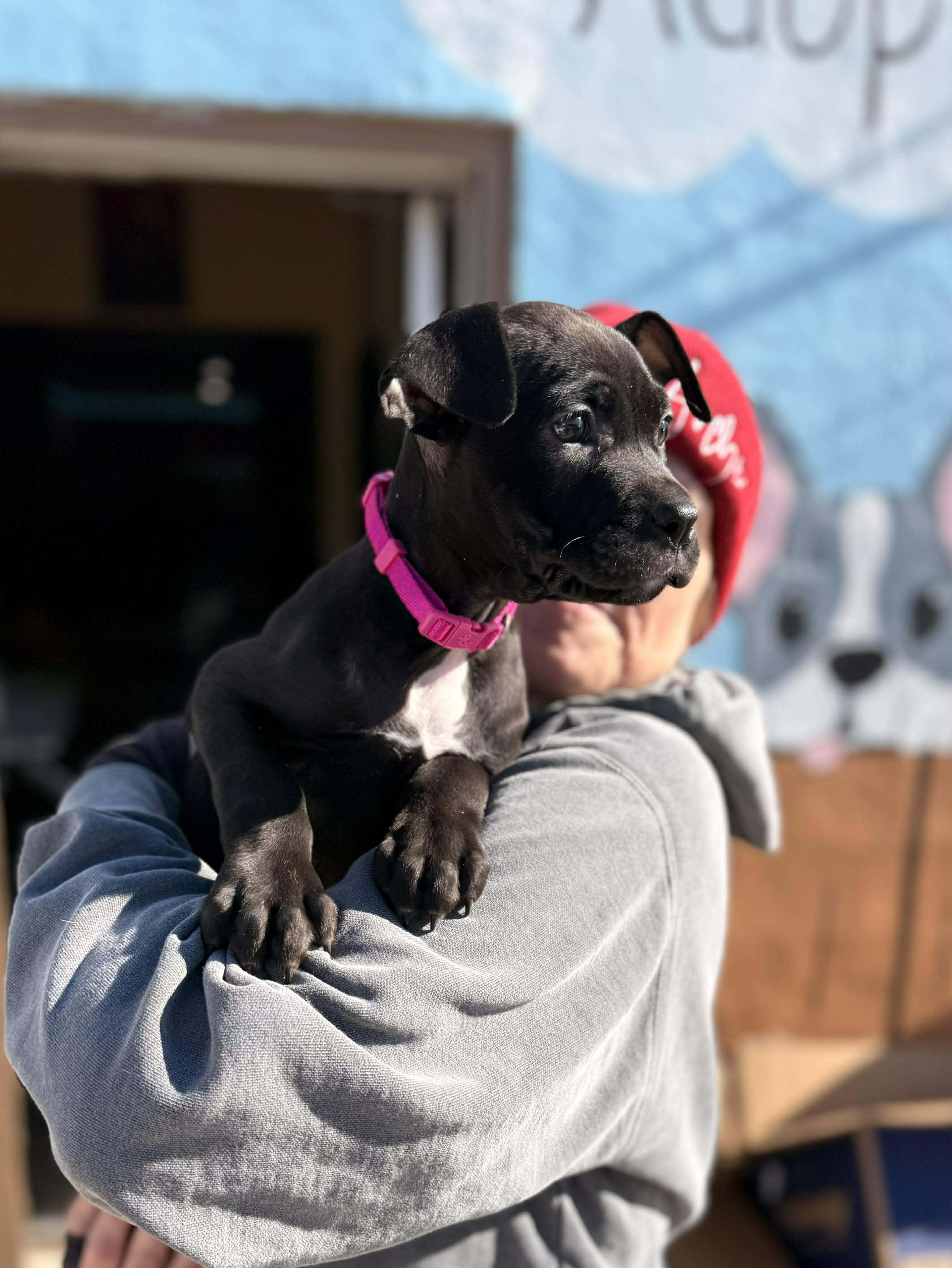 Enlarge Gloria, an adopted Mixed Breed in Huntsville, AL image 4/4