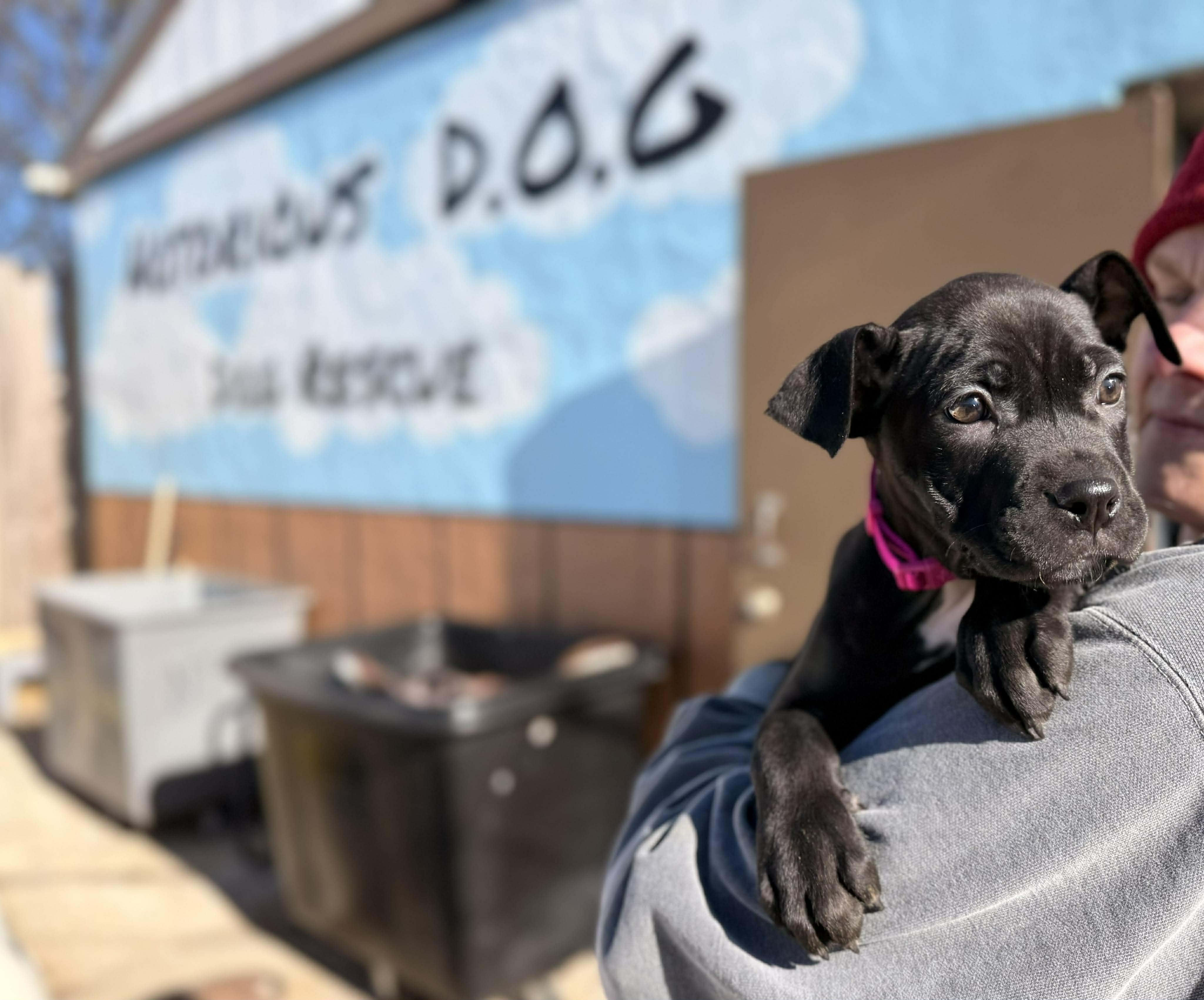 Enlarge Gloria, an adopted Mixed Breed in Huntsville, AL image 2/4