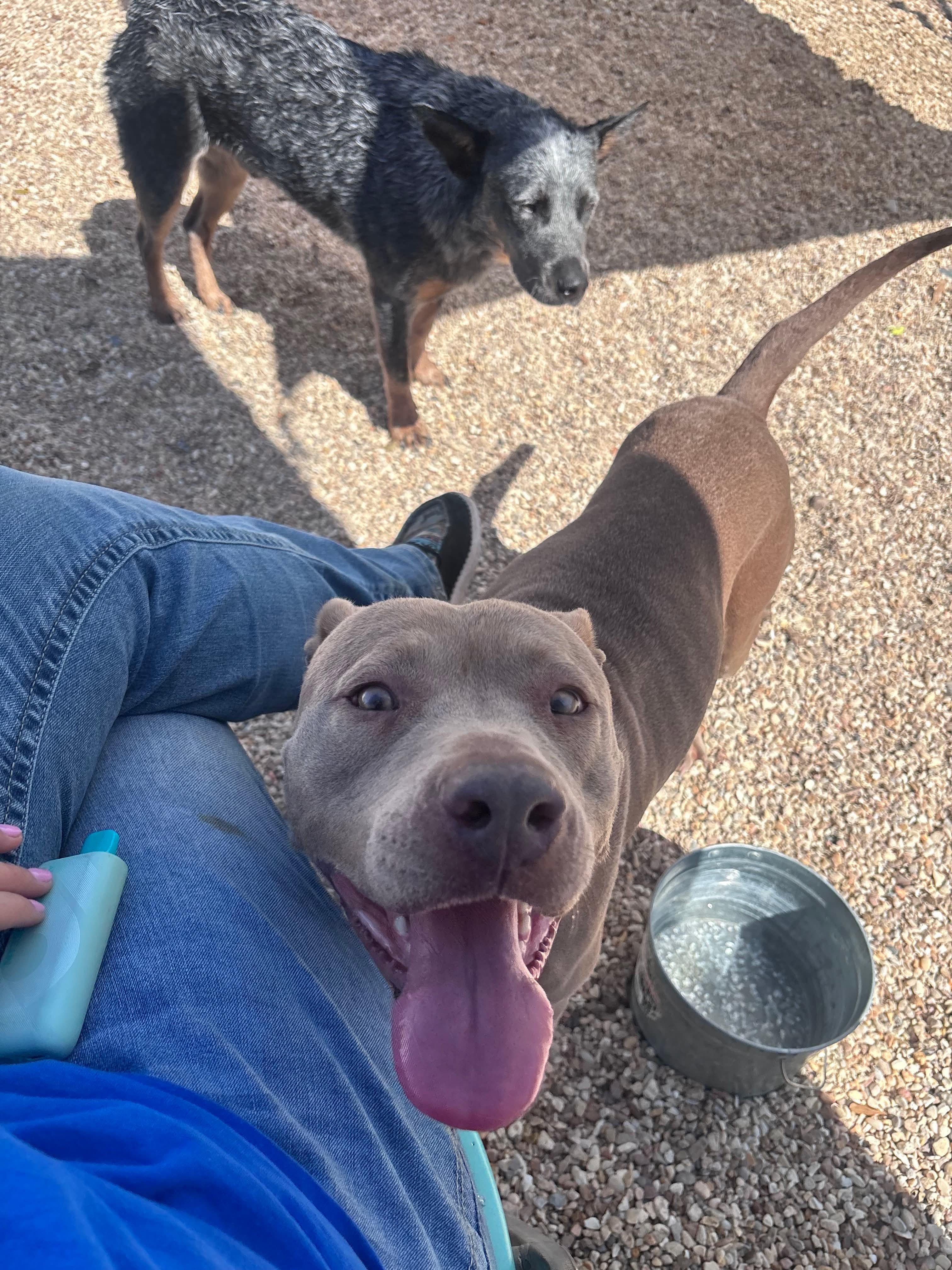 Velora , ADOPTABLE, Adult Female Mixed Breed.