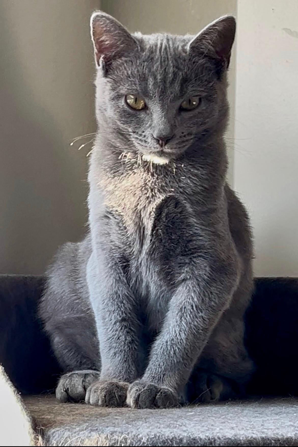 Enlarge Winnie, a ADOPTABLE Domestic Short Hair in Easley, SC image 1/4