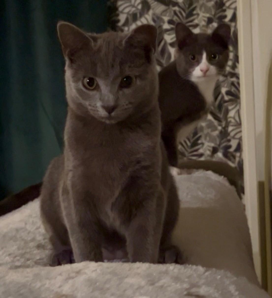 Enlarge Winnie, a ADOPTABLE Domestic Short Hair in Easley, SC image 3/4