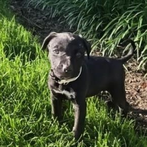 Star, a ADOPTABLE mixed breed in Potomac, MD image 6/6
