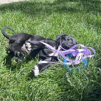 Star, a ADOPTABLE mixed breed in Potomac, MD image 5/6