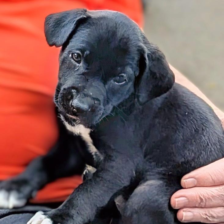 Star, a ADOPTABLE mixed breed in Potomac, MD image 2/6