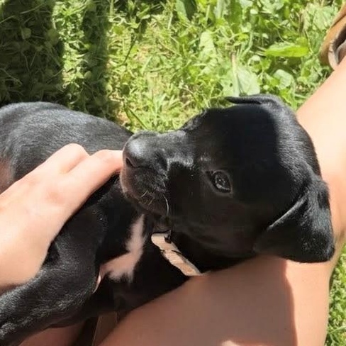 Star, a ADOPTABLE mixed breed in Potomac, MD image 1/6