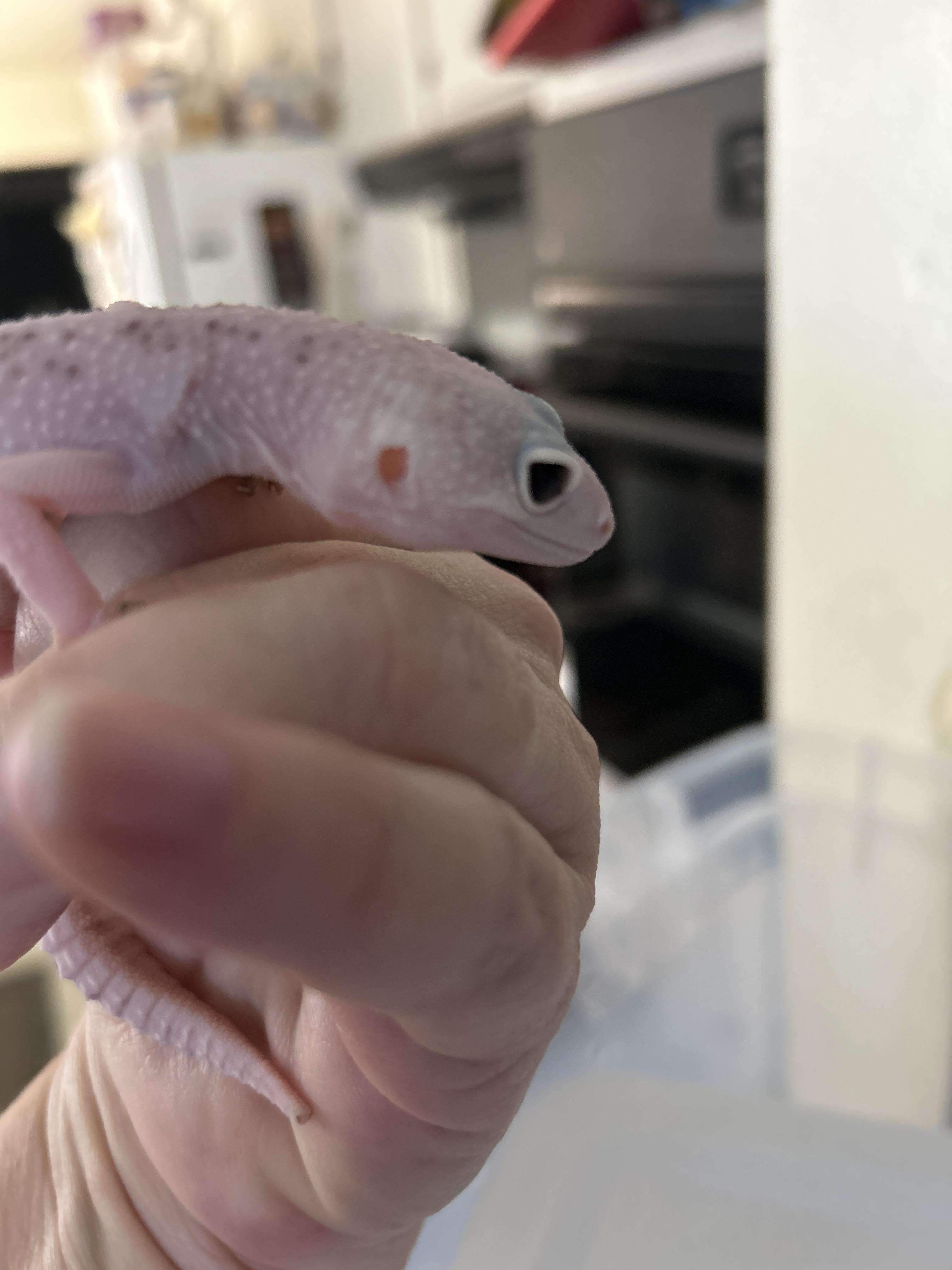 Leopard Gecko 23, Young Unknown unknown