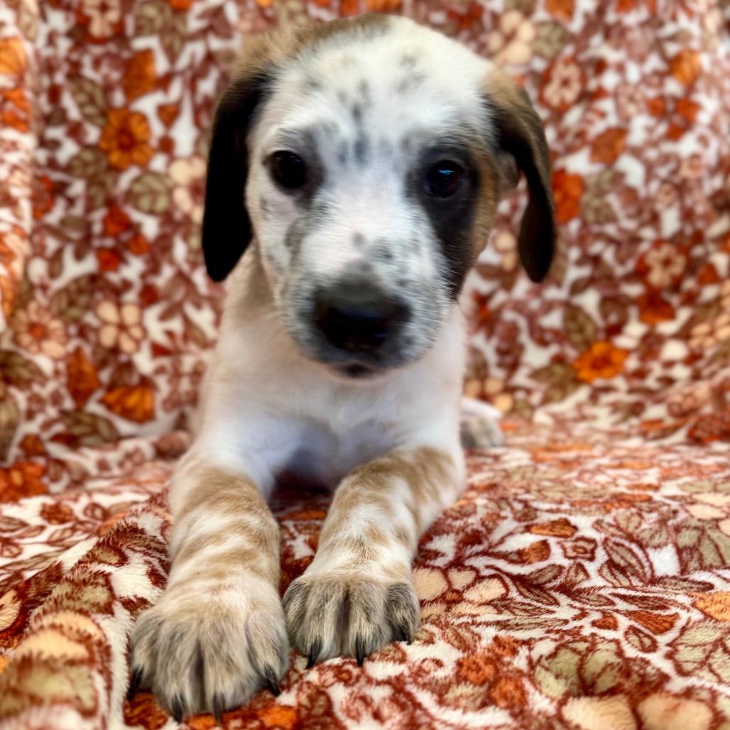 Enlarge Lane, a Adoptable mixed breed in Crystal, MN image 1/3