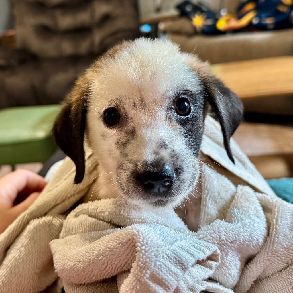 Enlarge Lane, a Adoptable mixed breed in Crystal, MN image 2/3