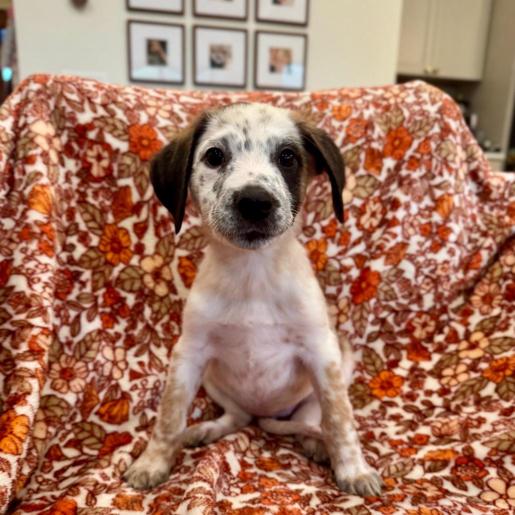 Enlarge Lane, a Adoptable mixed breed in Crystal, MN image 3/3