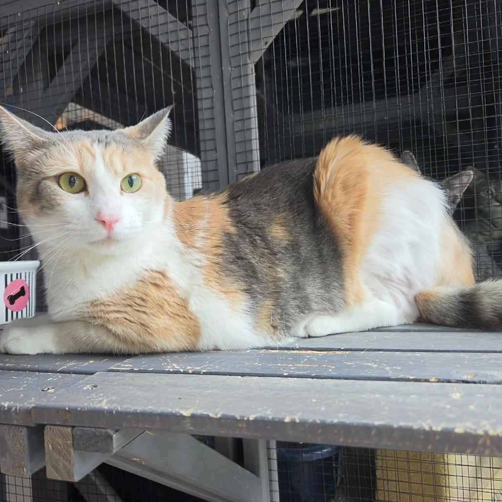 Izzy - Cat, Adoptable, Adult Female Domestic Short Hair.