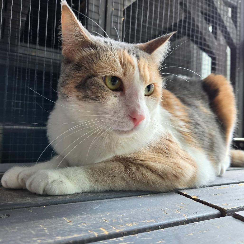 Enlarge Izzy - Cat, a Adoptable Domestic Short Hair in Seminole, FL image 2/4
