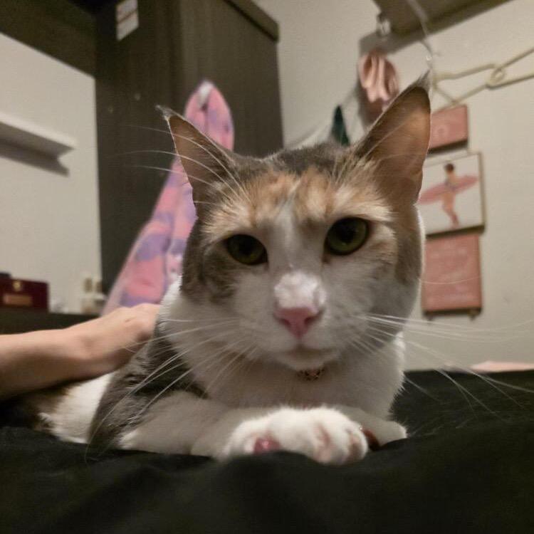 Izzy - Cat, a Adoptable Domestic Short Hair in Seminole, FL image 1/2