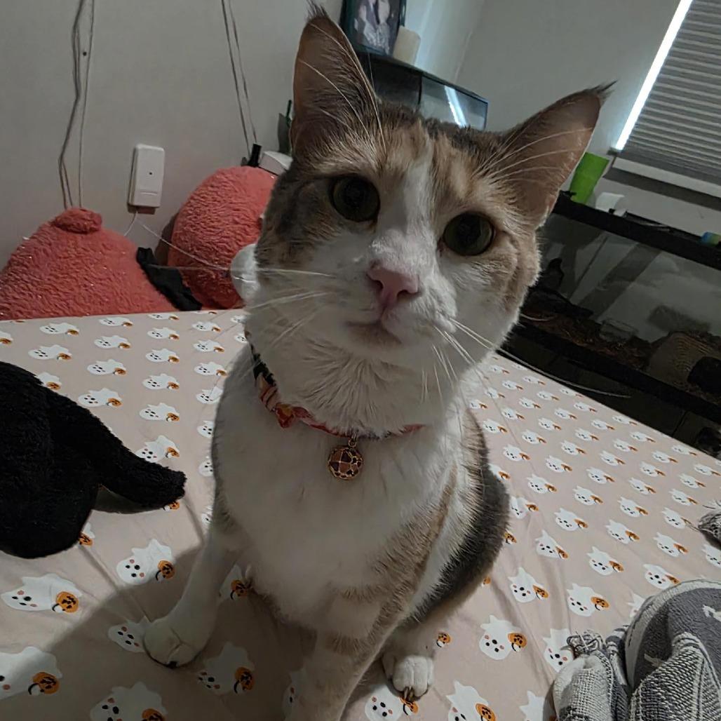 Izzy - Cat, a Adoptable Domestic Short Hair in Seminole, FL image 2/2