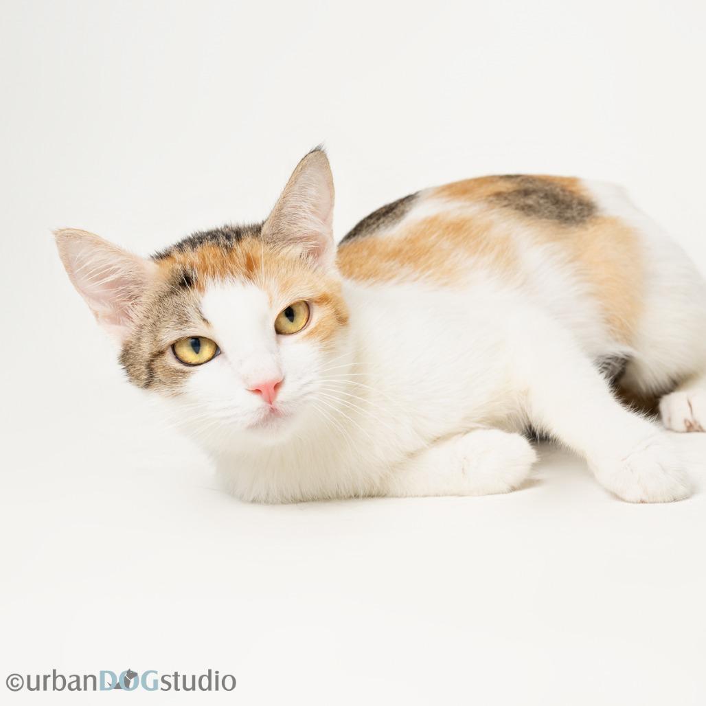 Enlarge Izzy - Cat, a Adoptable Domestic Short Hair in Seminole, FL image 3/6