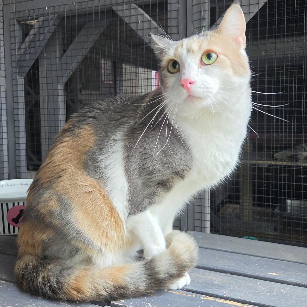 Enlarge Izzy - Cat, a Adoptable Domestic Short Hair in Seminole, FL image 3/4