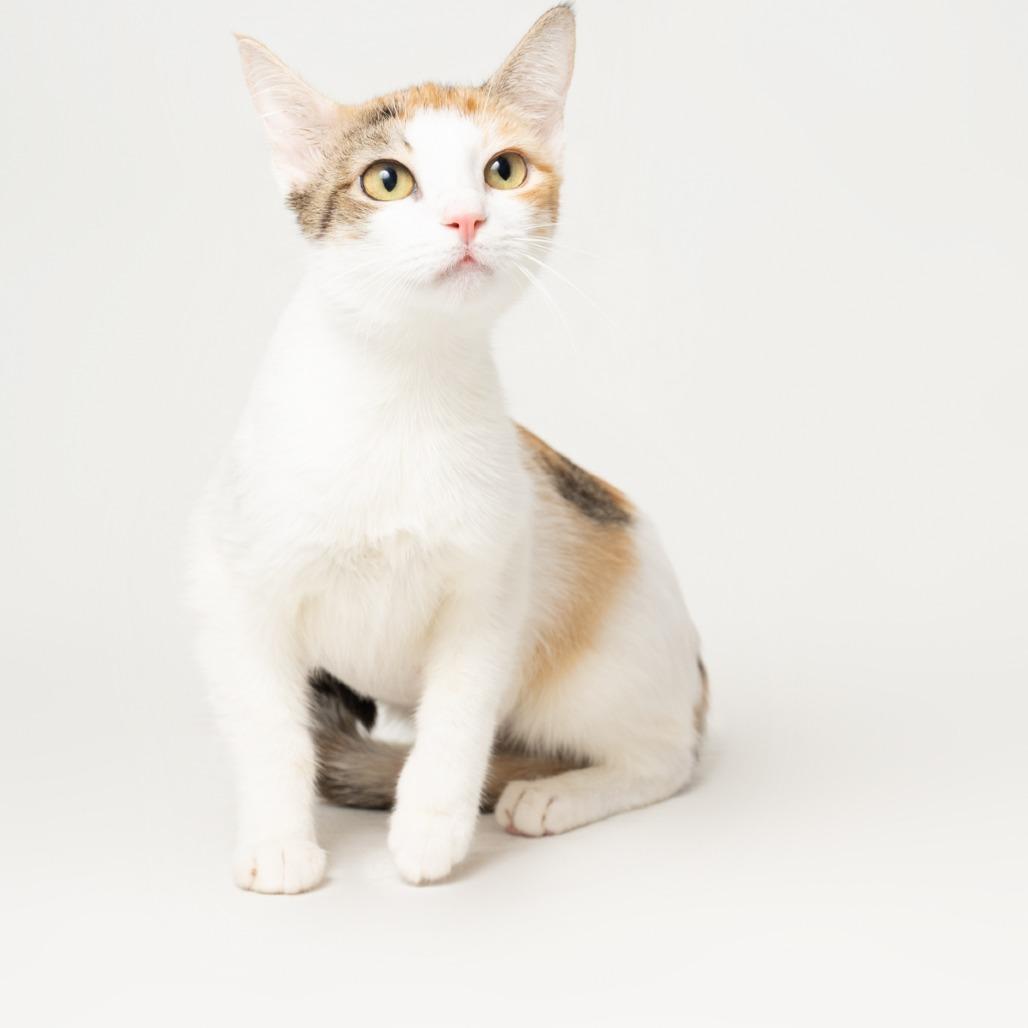 Enlarge Izzy - Cat, a Adoptable Domestic Short Hair in Seminole, FL image 5/6