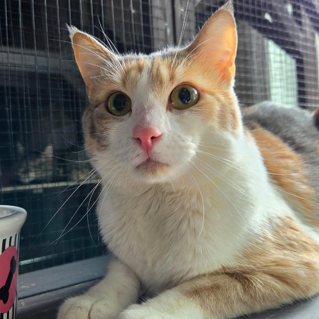 Enlarge Izzy - Cat, a Adoptable Domestic Short Hair in Seminole, FL image 4/4