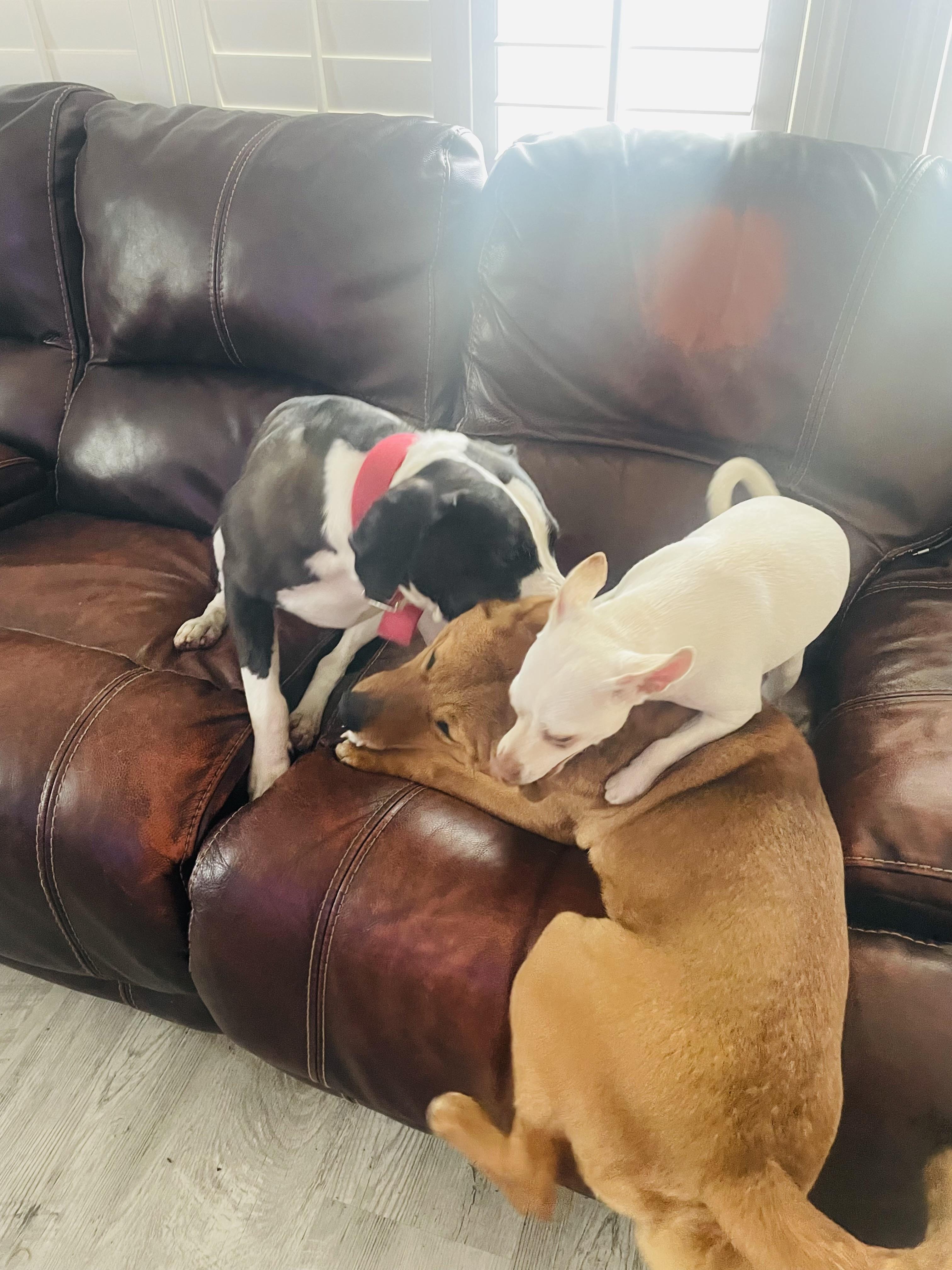 Enlarge Rosalee ….loves kids and dogs!, a Adoptable mixed breed in Cantonment, FL image 2/5