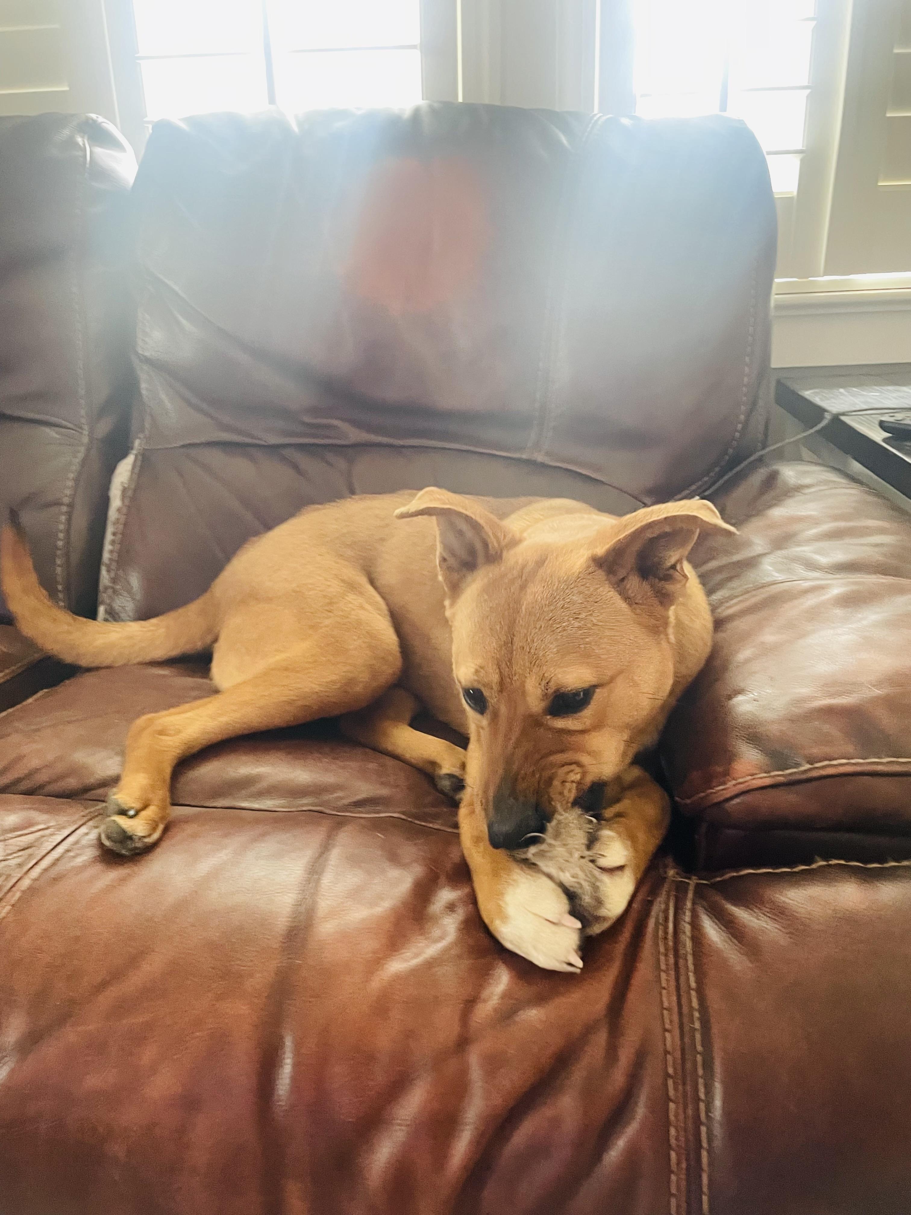 Enlarge Rosalee ….loves kids and dogs!, a Adoptable mixed breed in Cantonment, FL image 5/5