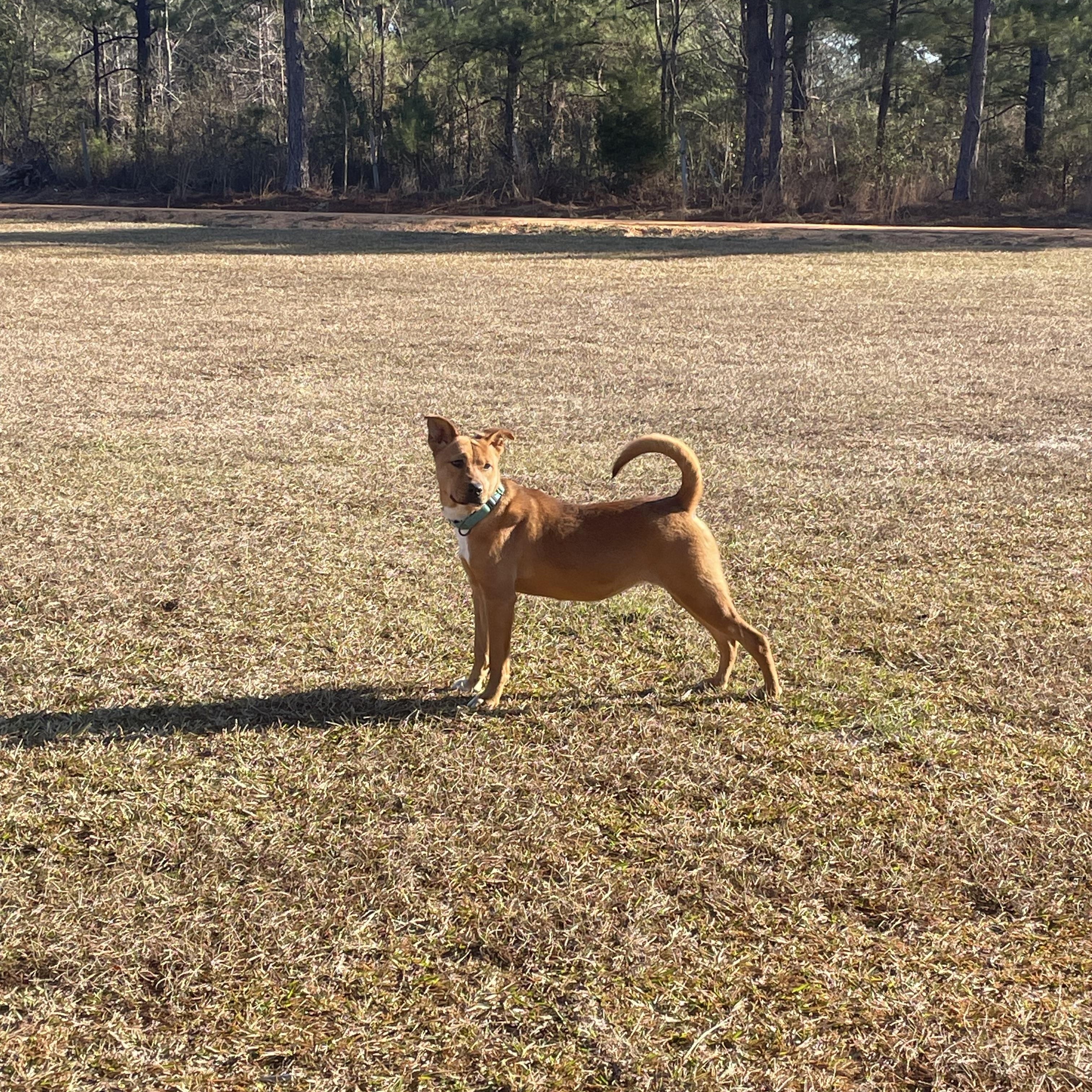Enlarge Rosalee ….loves kids and dogs!, a Adoptable mixed breed in Cantonment, FL image 4/5
