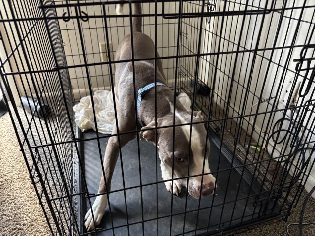 Enlarge FLETCHER, a Adoptable mixed breed in Panama City, FL image 1/1