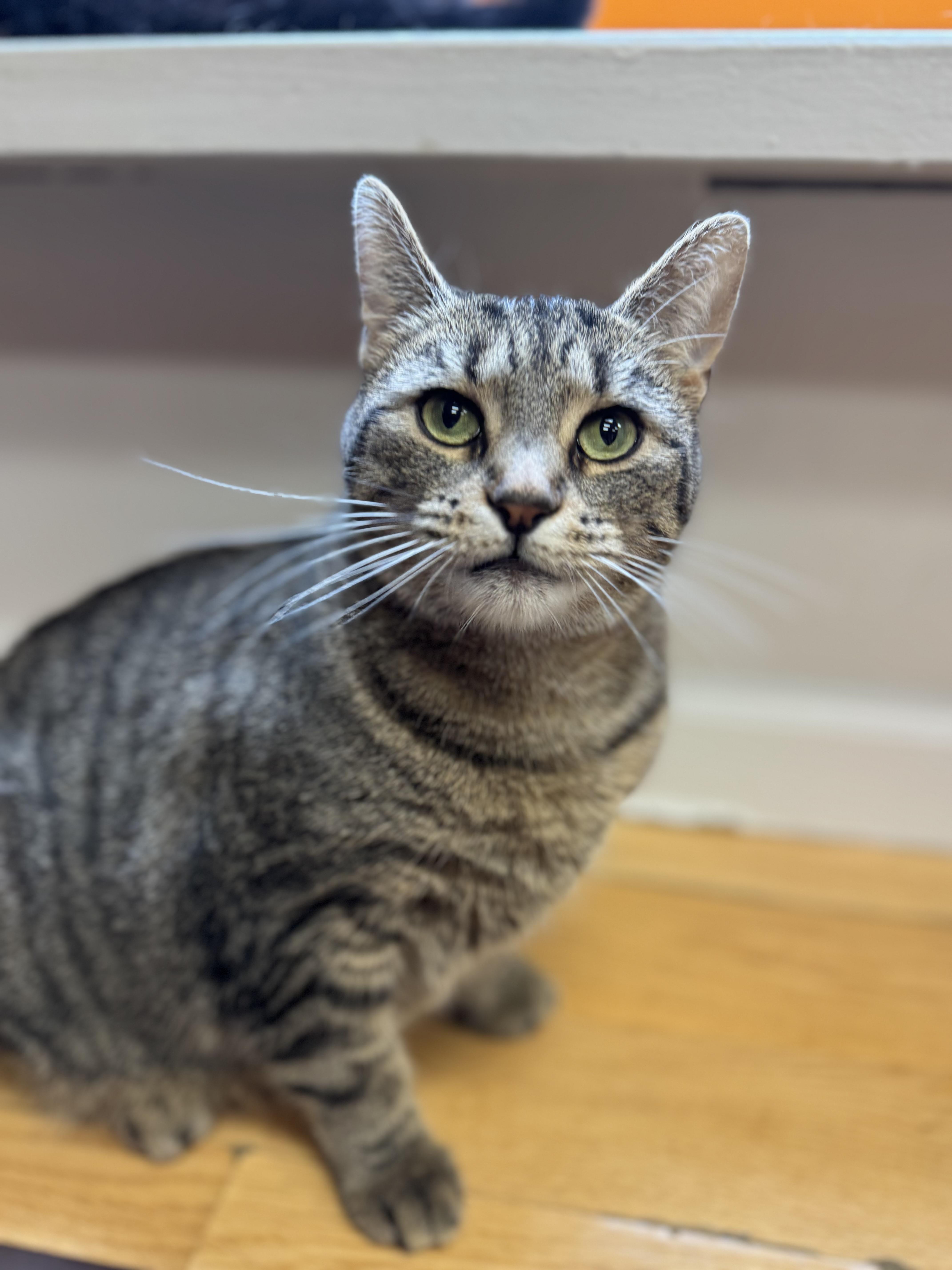 Ciara and Connor, Adoptable, Young Female Tiger & Domestic Short Hair.