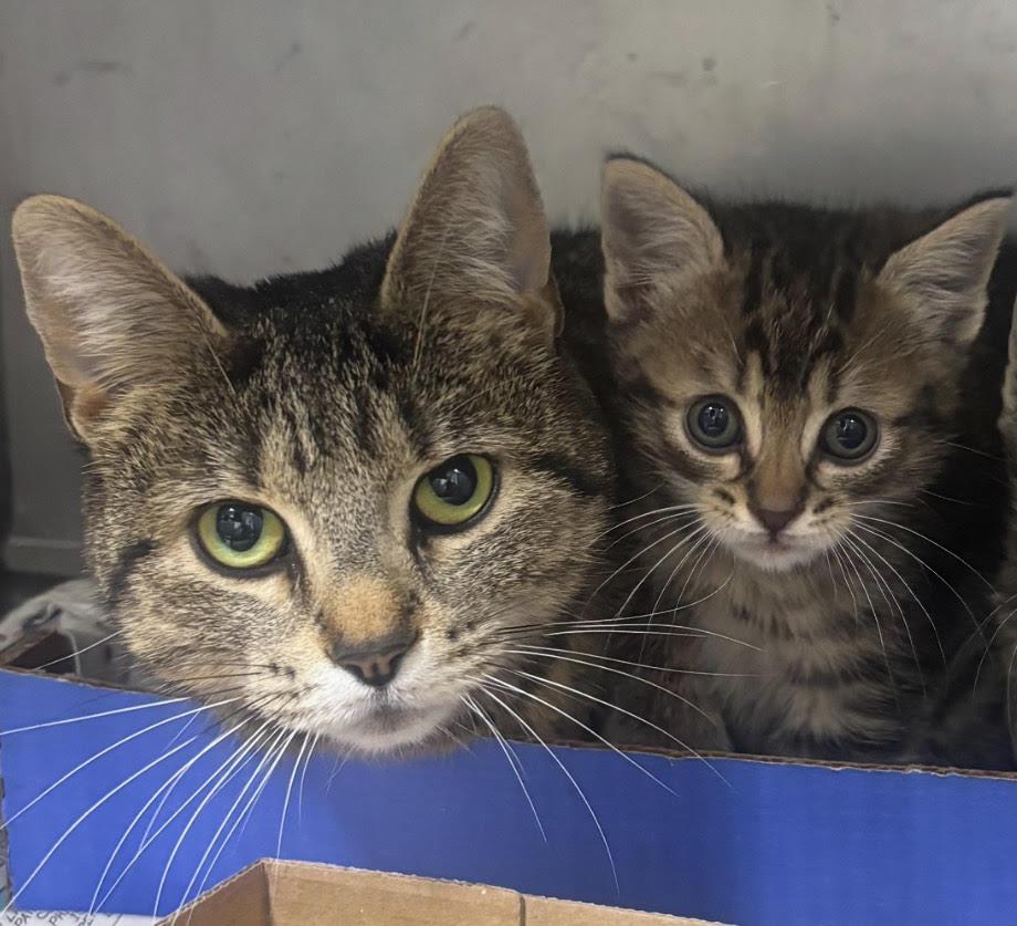 Ciara and Connor, a Adoptable mixed breed in North Haven, CT image 3/4