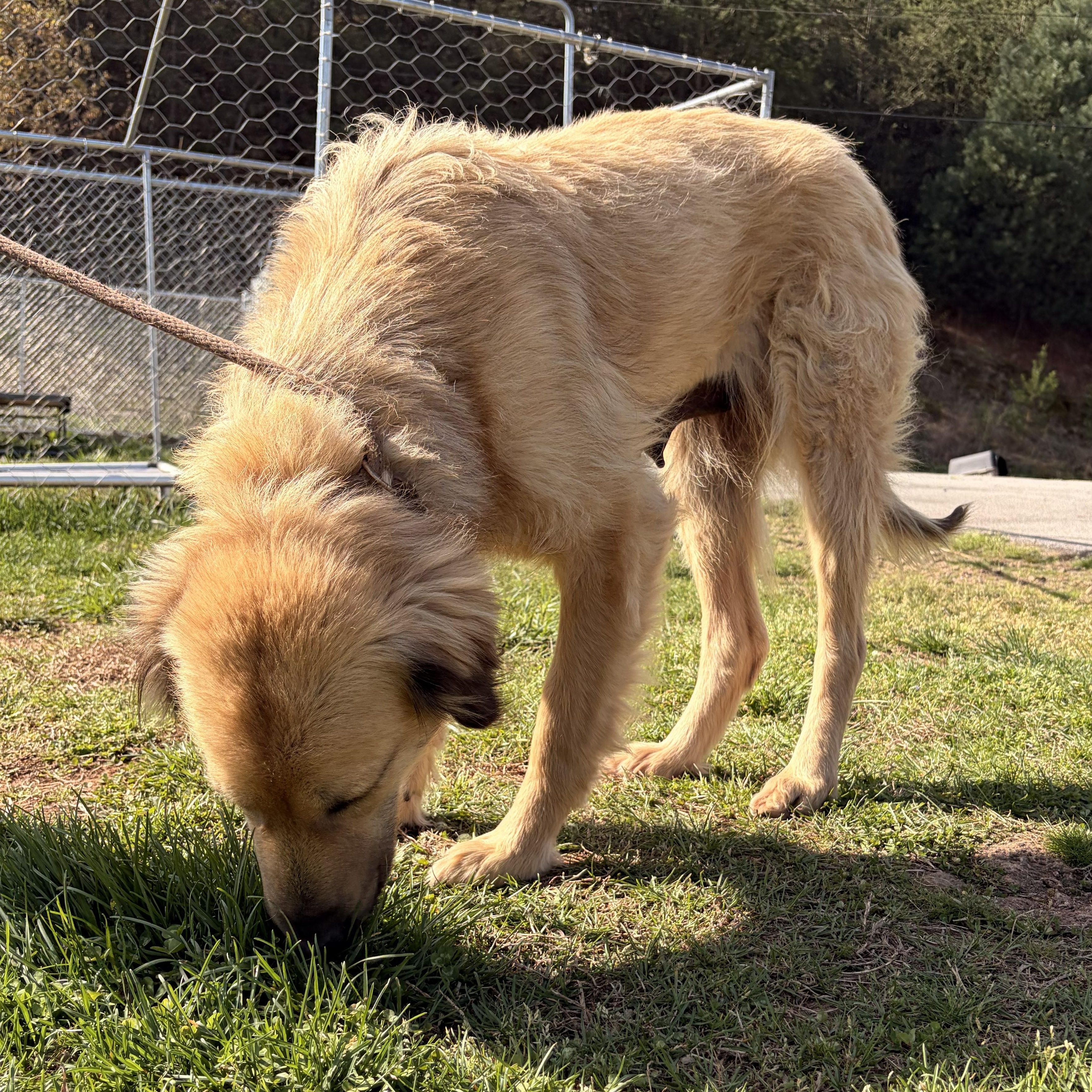 Arabella, ADOPTABLE, Adult Female Great Pyrenees.