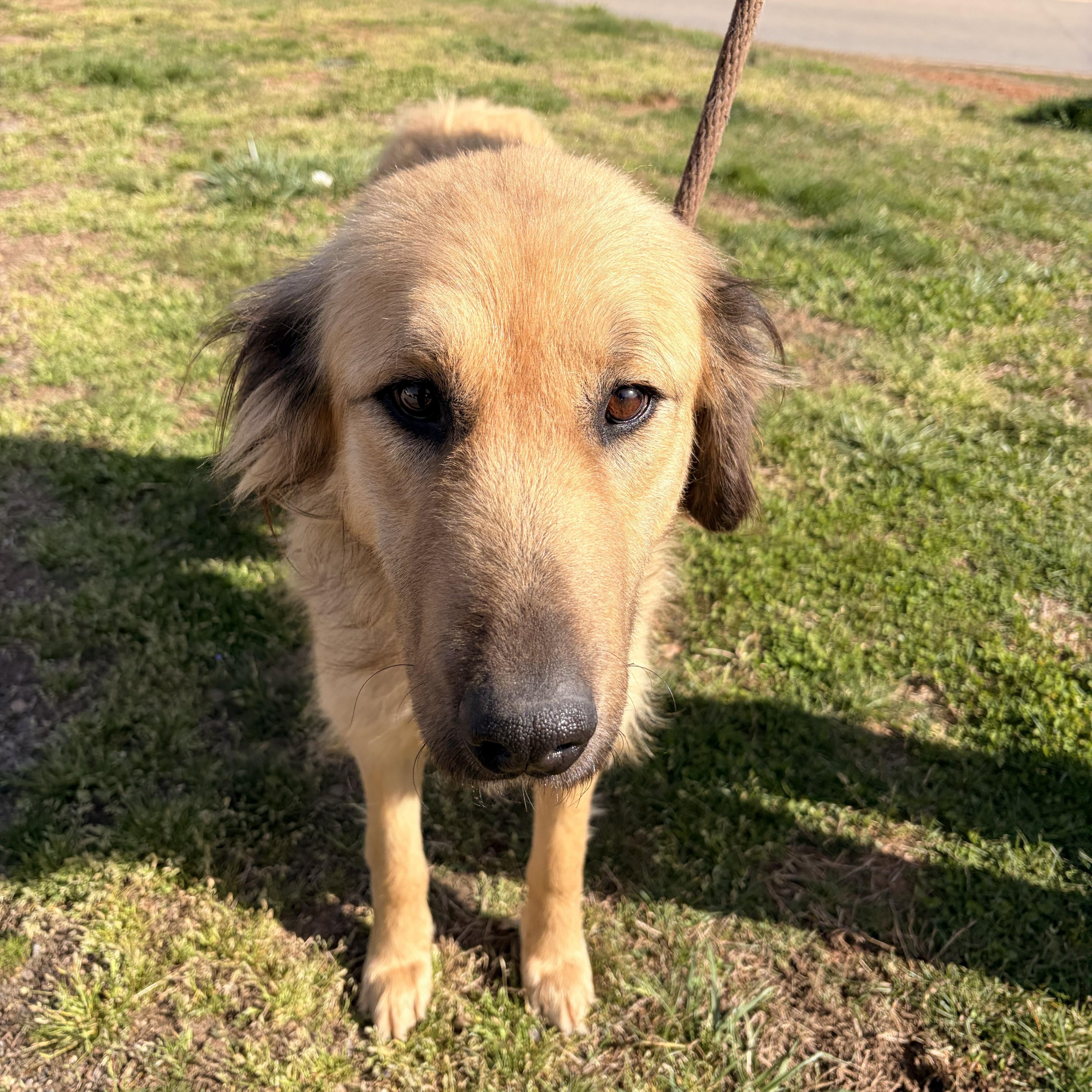 Enlarge Arabella, a ADOPTABLE mixed breed in Franklin, NC image 5/5