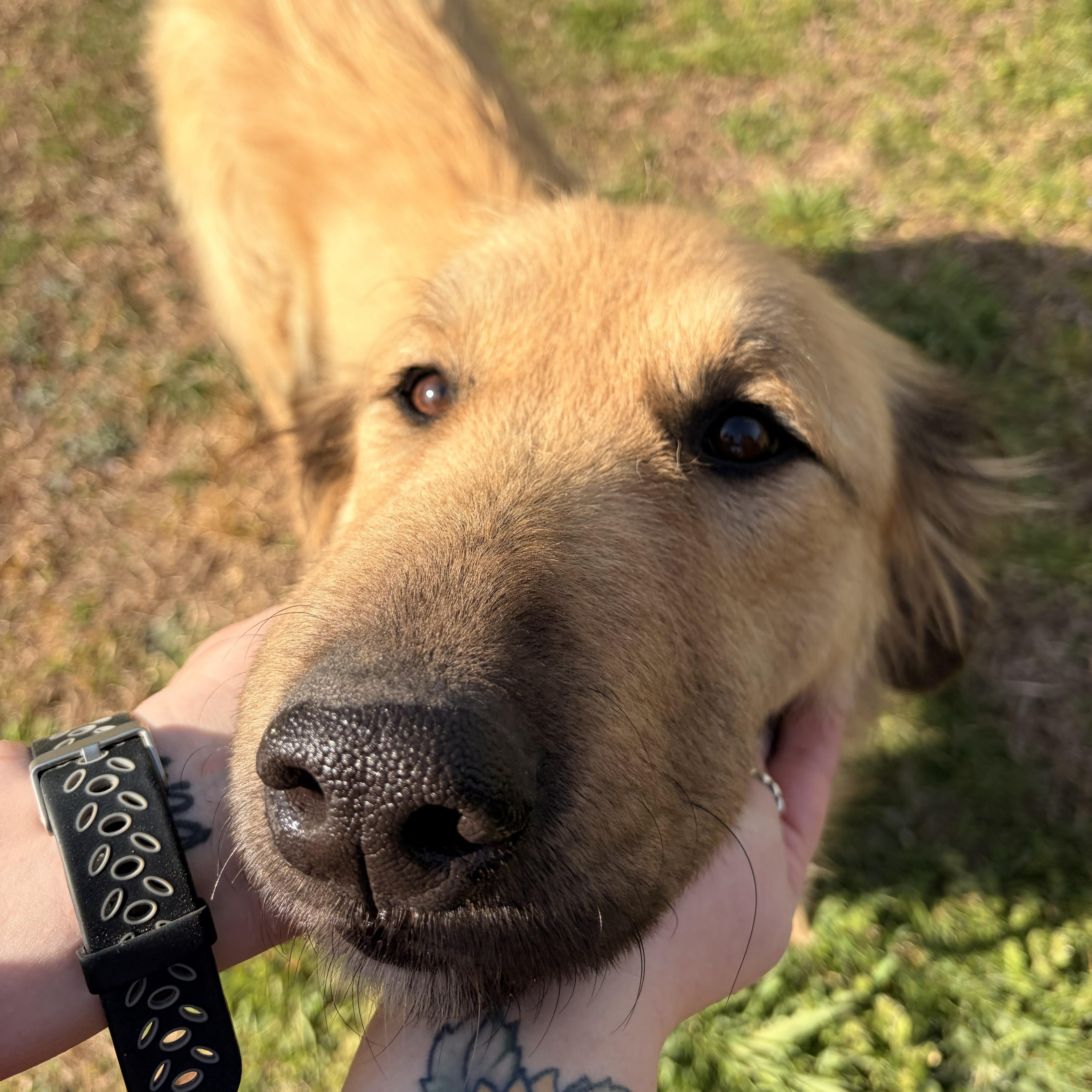 Enlarge Arabella, a ADOPTABLE mixed breed in Franklin, NC image 2/5