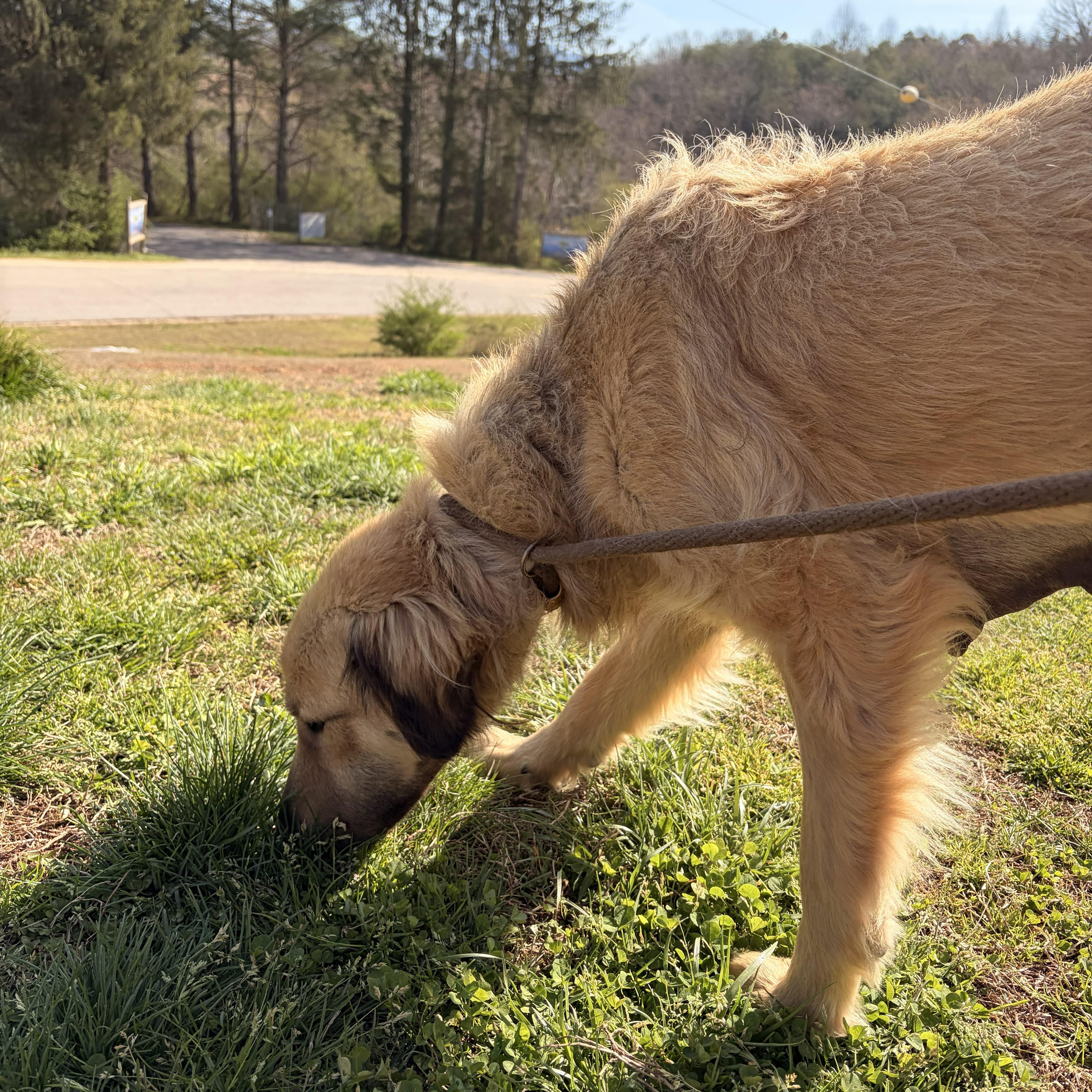 Enlarge Arabella, a ADOPTABLE mixed breed in Franklin, NC image 3/5