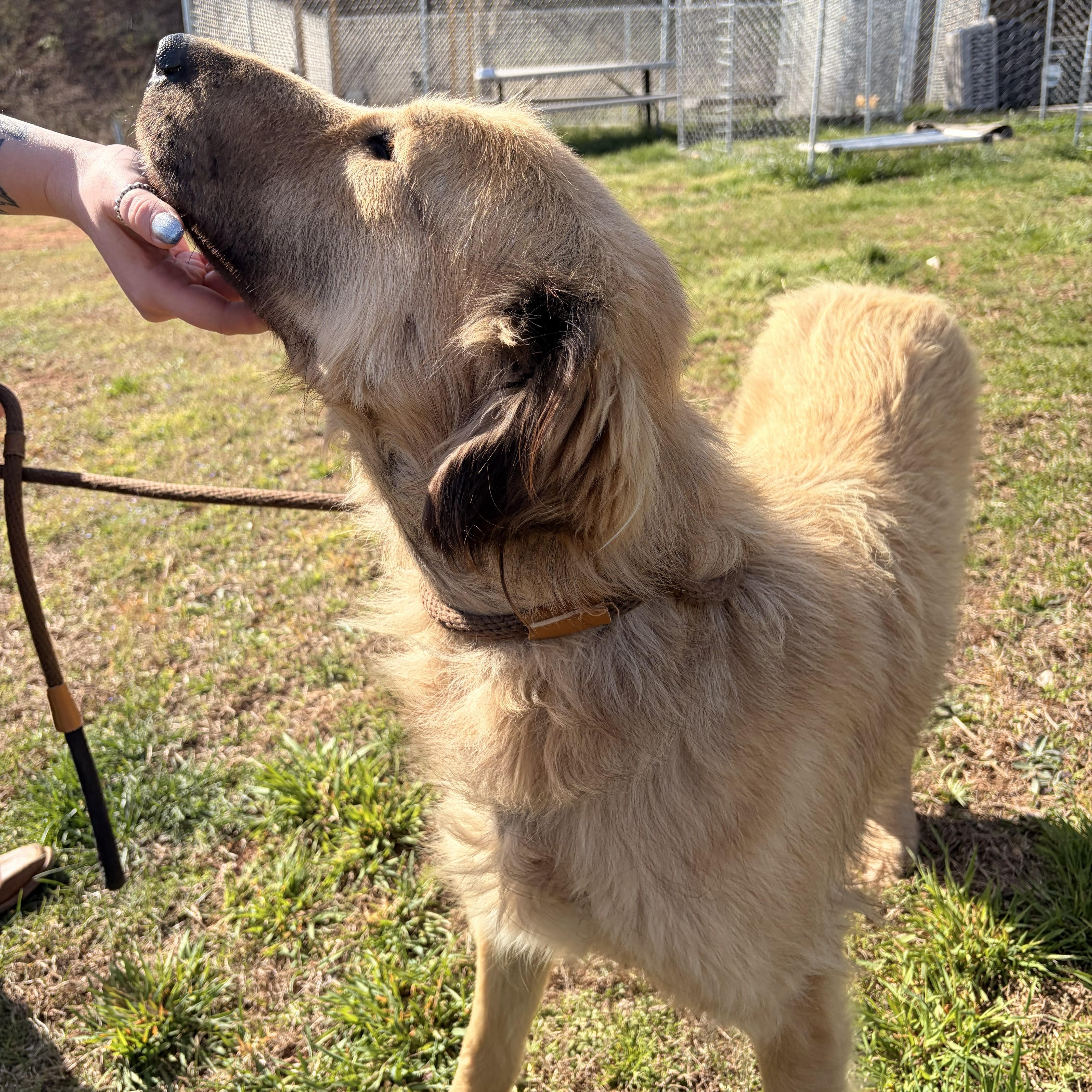 Enlarge Arabella, a ADOPTABLE mixed breed in Franklin, NC image 4/5