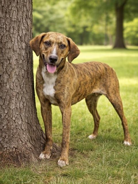 Enlarge WALDO, a Adoptable mixed breed in Cookeville, TN image 1/1