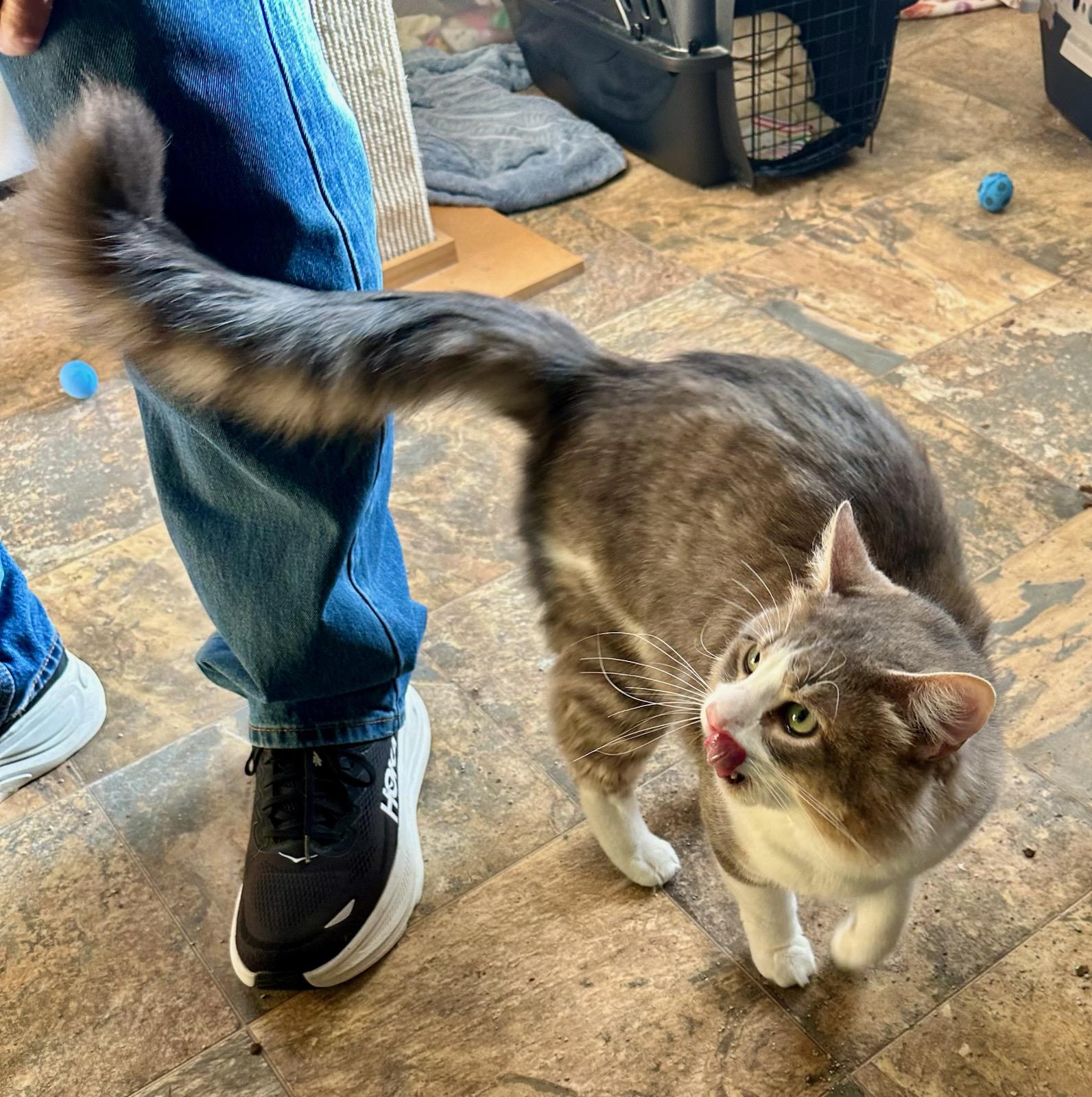 Haywood and Rizzo, a ADOPTABLE Domestic Medium Hair in Des Moines , WA image 2/4