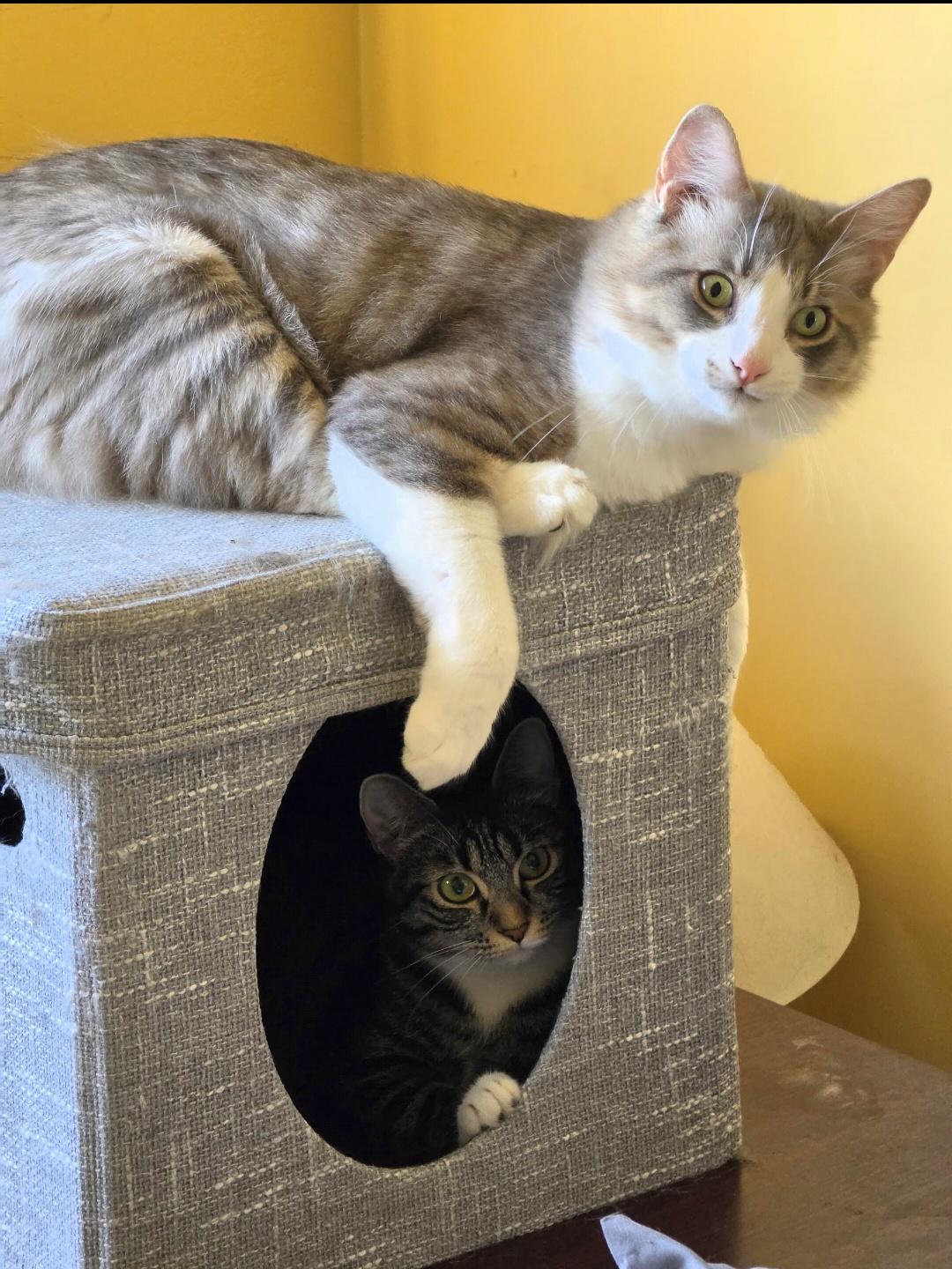 Enlarge Haywood and Rizzo Bonded Pair), a Adoptable Domestic Medium Hair in Des Moines , WA image 4/5