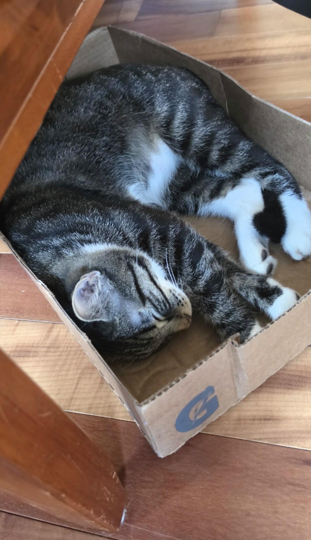 Enlarge Haywood and Rizzo Bonded Pair), a Adoptable Domestic Medium Hair in Des Moines , WA image 3/5