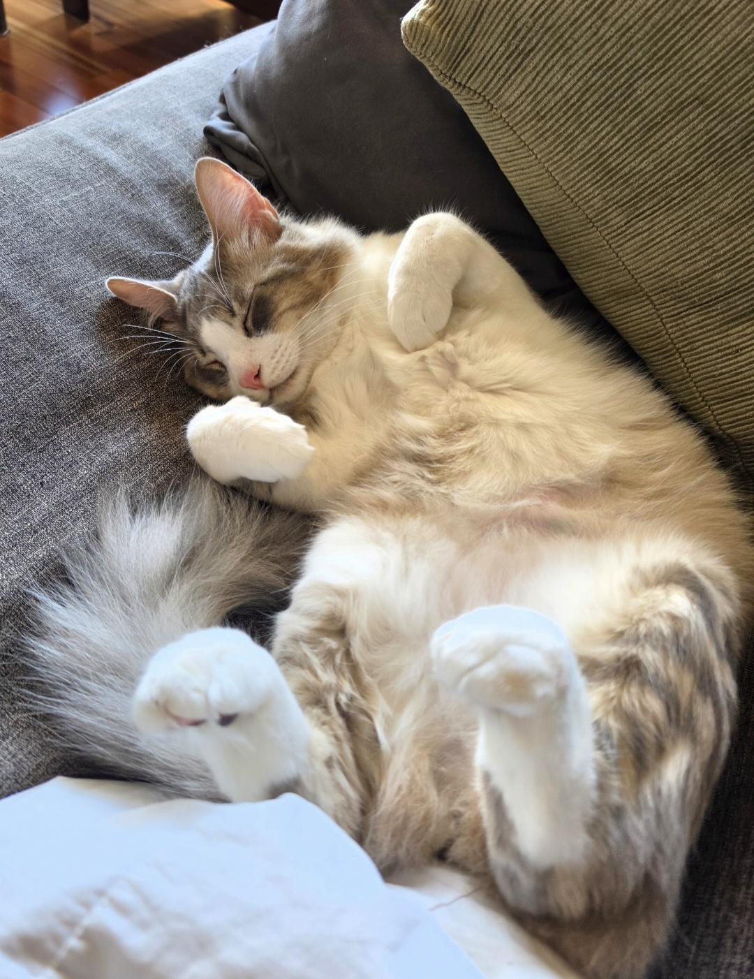 Enlarge Haywood and Rizzo Bonded Pair), a Adoptable Domestic Medium Hair in Des Moines , WA image 5/5