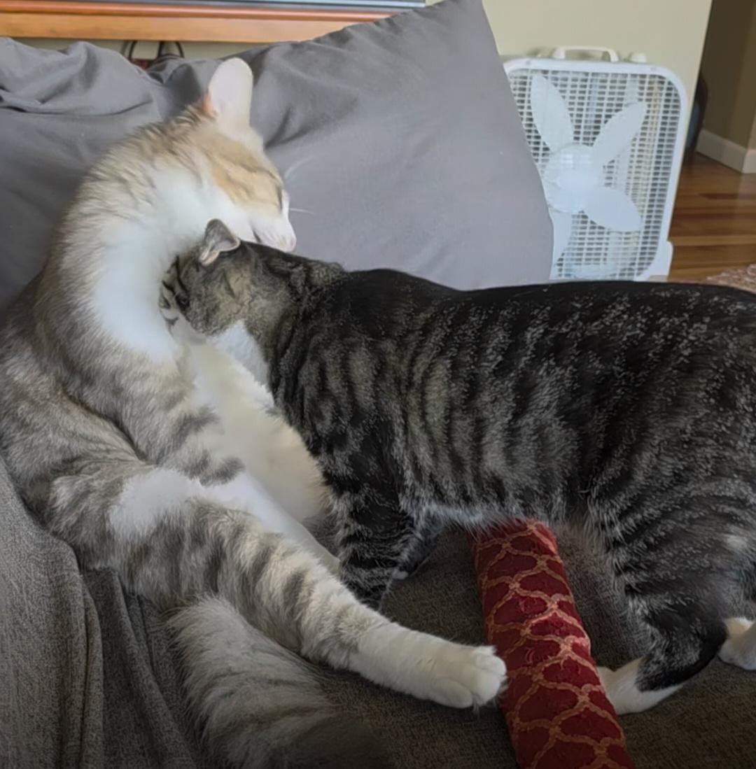 Enlarge Haywood and Rizzo Bonded Pair), a Adoptable Domestic Medium Hair in Des Moines , WA image 2/5