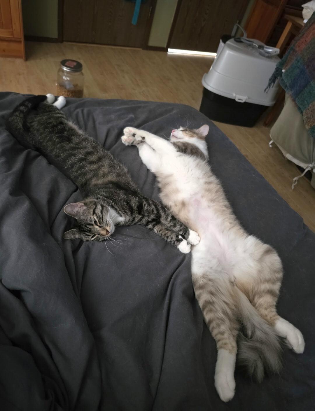 Haywood and Rizzo Bonded Pair), Adoptable, Adult Male Domestic Medium Hair.